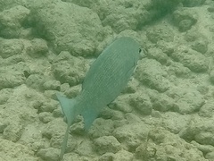 Kyphosus cinerascens