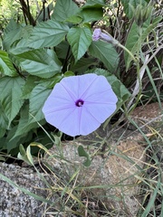 Ipomoea mombassana