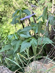 Ipomoea mombassana