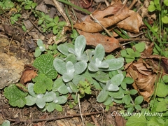 Pseudognaphalium adnatum