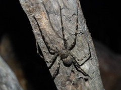 Megadolomedes