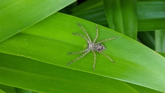 Heteropoda