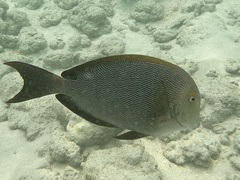 Acanthurus nigroris