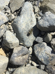 Neocicindela latecincta