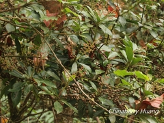 Pieris japonica taiwanensis