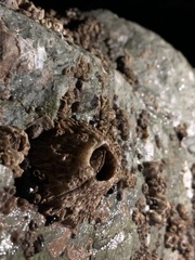 Semibalanus cariosus