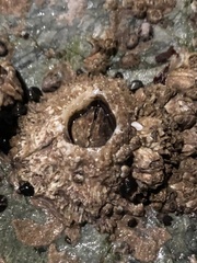 Semibalanus cariosus