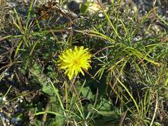 Taraxacum serotinum