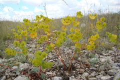 Euphorbia petrophila