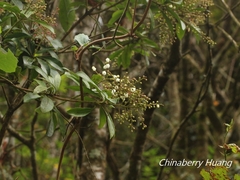 Pieris japonica taiwanensis