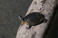 Rhinoclemmys funerea