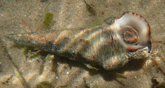 Pyrazus ebeninus