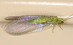 Calochrysa extranea