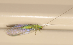 Calochrysa extranea