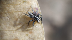 Plexippus ignatius