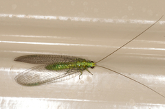 Calochrysa extranea