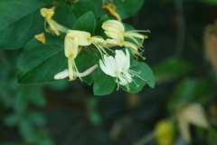 Lonicera affinis