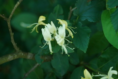 Lonicera affinis