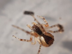 Anelosimus vittatus