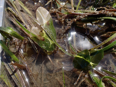 Halophila ovalis
