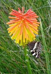 Aeropetes tulbaghia