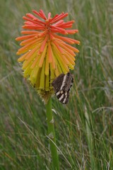 Aeropetes tulbaghia