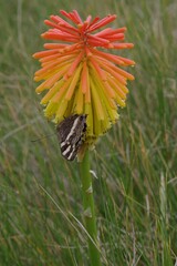 Aeropetes tulbaghia