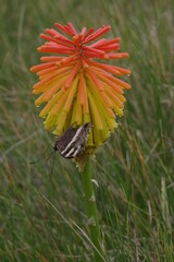 Aeropetes tulbaghia
