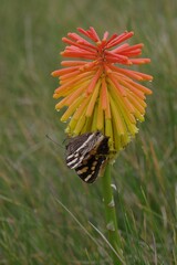 Aeropetes tulbaghia