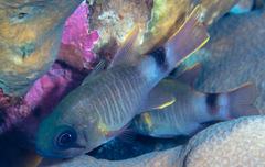 Nectamia