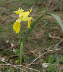 Moraea reticulata