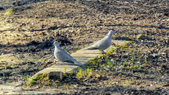 Streptopelia decaocto