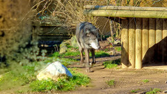 Canis lupus occidentalis
