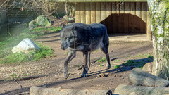 Canis lupus occidentalis