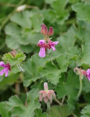 Pelargonium capituliforme