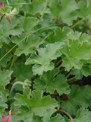 Pelargonium capituliforme