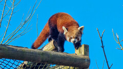 Ailurus fulgens