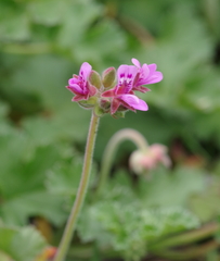 Pelargonium capituliforme