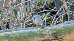 Passer domesticus