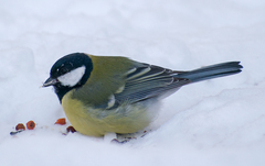 Parus major