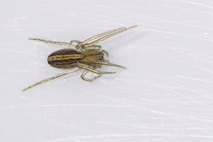 Larinia lineata