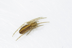 Larinia lineata