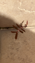 Euphorbia hypericifolia