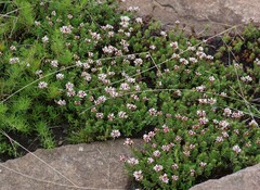 Crassula dependens