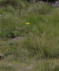 Moraea reticulata