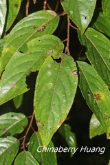 Stachyurus himalaicus