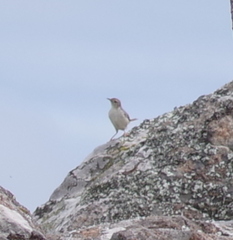 Cisticola lais