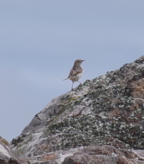 Cisticola lais