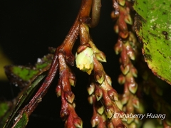 Stachyurus himalaicus