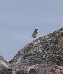 Cisticola lais